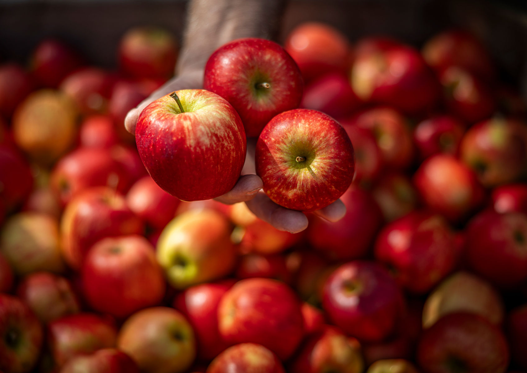 Limited Edition Irish Apples