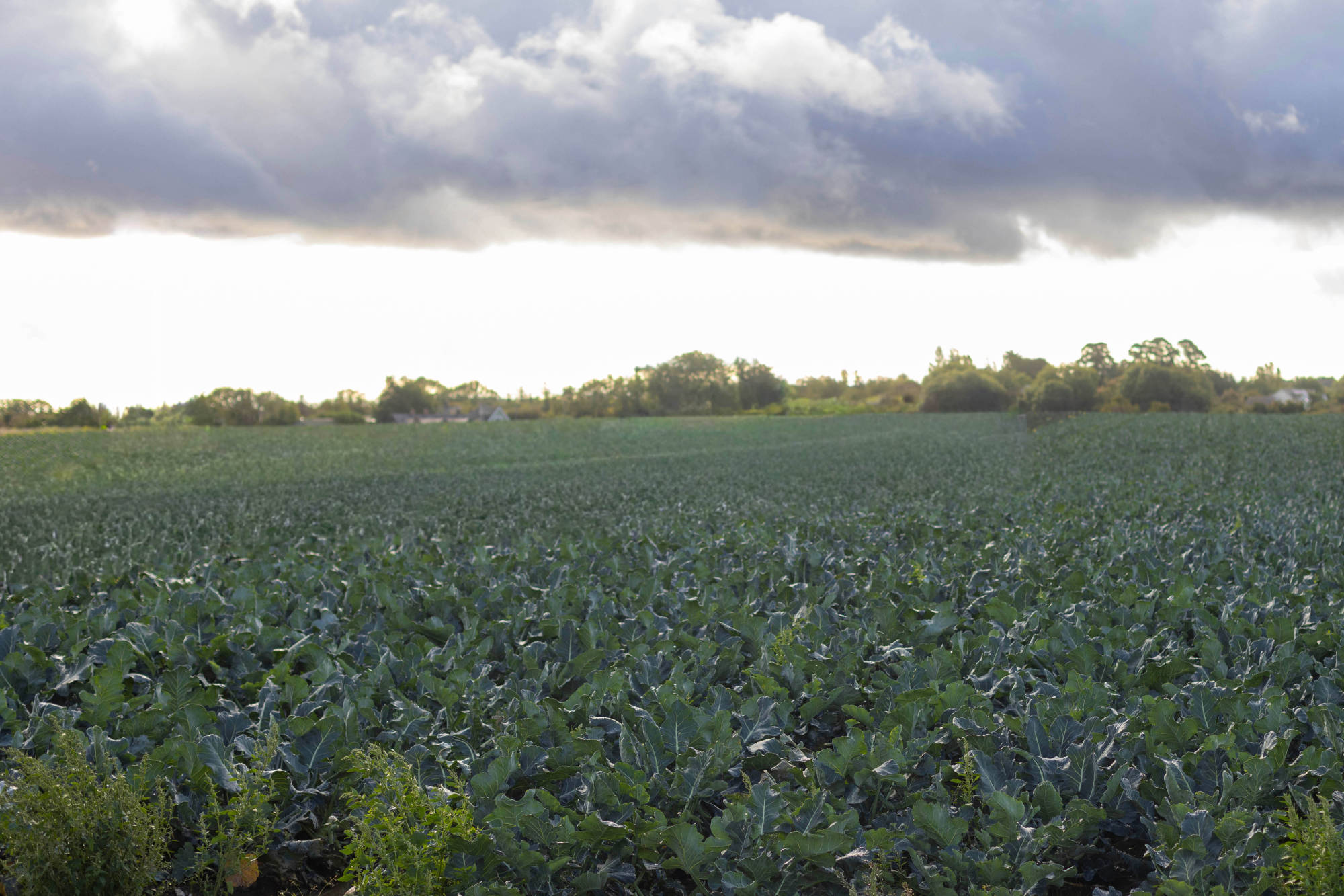 Grá Produce